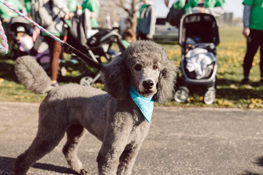 Gray poodle with blue bandana looking at the camera on a paved walkway at the Iowa Donor Network 5K Walk and Run